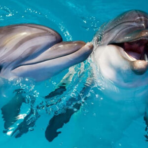 Delfines